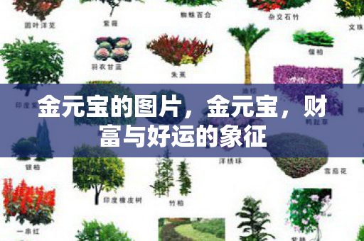 财富与好运的象征图片