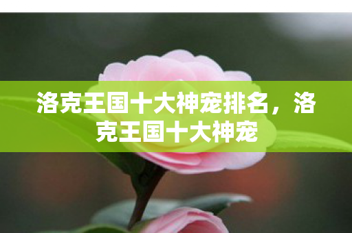 洛克王国十大神宠排名，洛克王国十大神宠