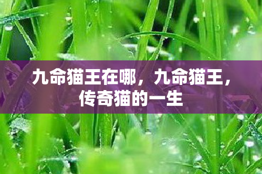 九命猫王在哪，九命猫王，传奇猫的一生