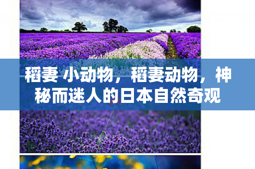 神秘而迷人的日本自然奇观图片