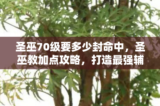 圣巫70级要多少封命中，圣巫教加点攻略，打造最强辅助角色