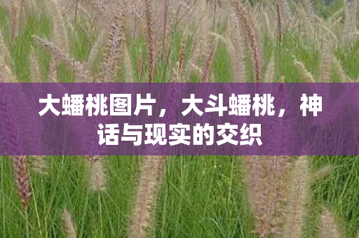 大蟠桃图片，大斗蟠桃，神话与现实的交织