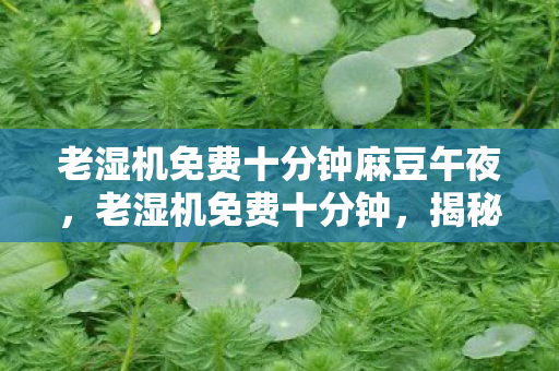 老湿机免费十分钟麻豆午夜,老湿机免费十分钟,揭秘短视频时代的娱乐与消费 老湿机免费十分钟麻豆午夜,老湿机免费十分钟,揭秘短视频时代的娱乐与消费