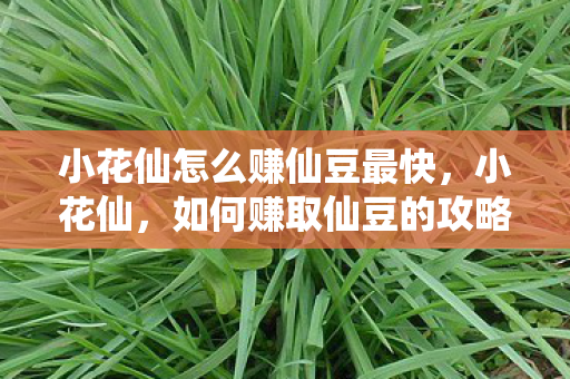 小花仙怎么赚仙豆最快，小花仙，如何赚取仙豆的攻略