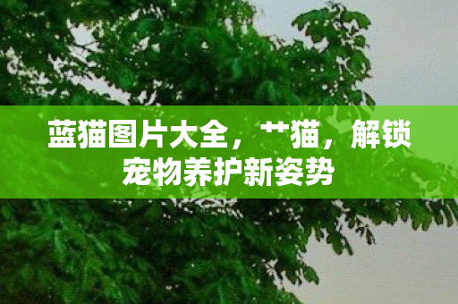 蓝猫图片大全，艹猫，解锁宠物养护新姿势