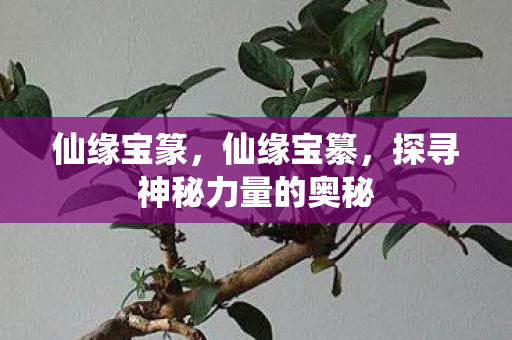 仙缘宝篆，仙缘宝纂，探寻神秘力量的奥秘