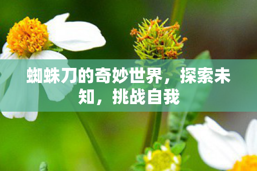蜘蛛刀的奇妙世界，探索未知，挑战自我