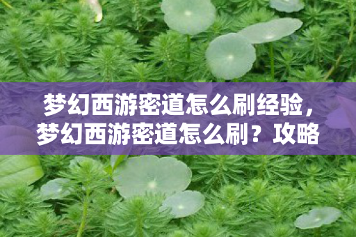 梦幻西游密道怎么刷经验图片