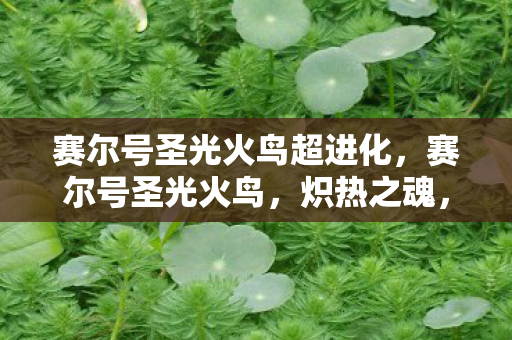赛尔号圣光火鸟超进化，赛尔号圣光火鸟，炽热之魂，照耀天际的传奇