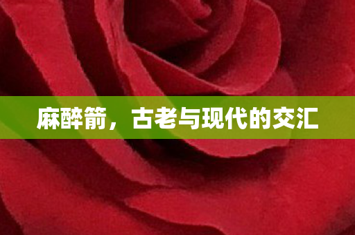 麻醉箭，古老与现代的交汇