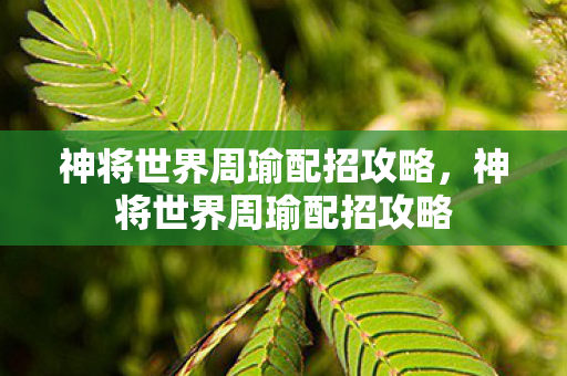 神将世界周瑜配招攻略图片