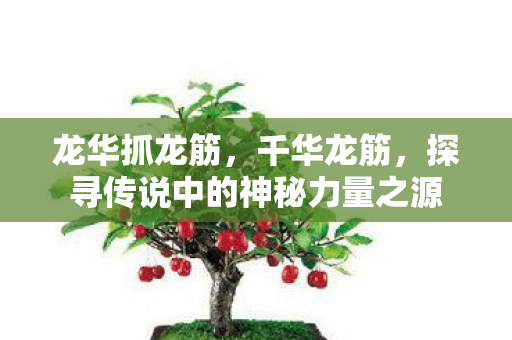 龙华抓龙筋，千华龙筋，探寻传说中的神秘力量之源