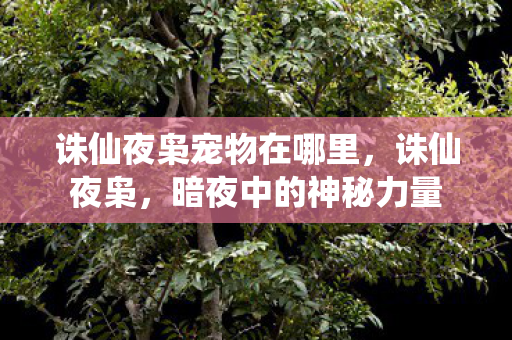 诛仙夜枭宠物在哪里，诛仙夜枭，暗夜中的神秘力量