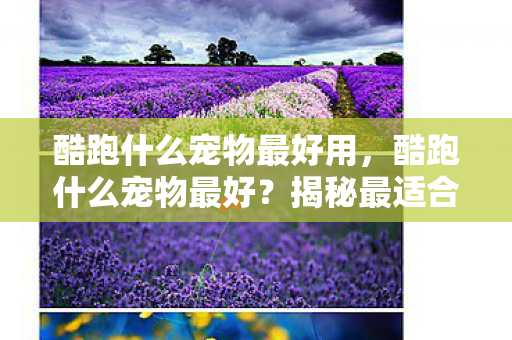 酷跑什么宠物最好用，酷跑什么宠物最好？揭秘最适合你的伴侣