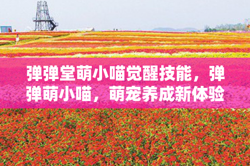 弹弹堂萌小喵觉醒技能，弹弹萌小喵，萌宠养成新体验