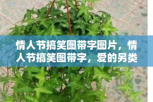 情人节搞笑图带字图片,情人节搞笑图带字,爱的另类表达 情人节搞笑图带字图片,情人节搞笑图带字,爱的另类表达