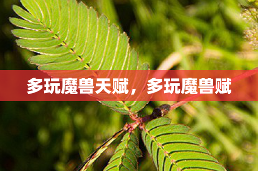 多玩魔兽天赋，多玩魔兽赋