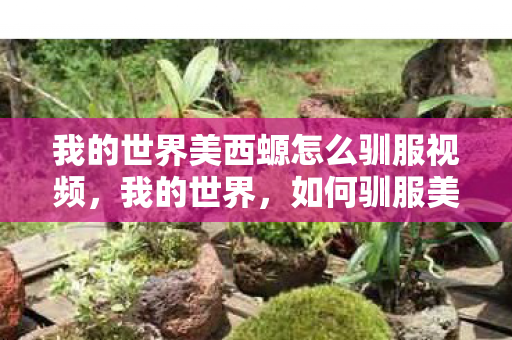 我的世界美西螈怎么驯服视频，我的世界，如何驯服美西螈