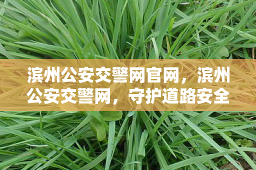 滨州公安交警网官网，滨州公安交警网，守护道路安全的数字哨兵