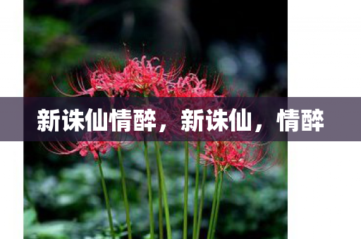 新诛仙情醉，新诛仙，情醉