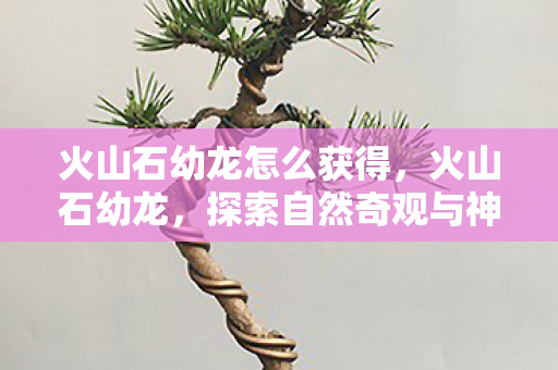 火山石幼龙怎么获得，火山石幼龙，探索自然奇观与神秘生物