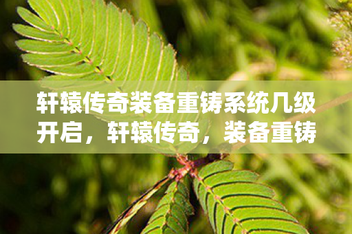 轩辕传奇装备重铸系统几级开启,轩辕传奇,装备重铸的奥秘与技巧 轩辕传奇装备重铸系统几级开启,轩辕传奇,装备重铸的奥秘与技巧