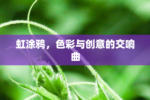 虹涂鸦，色彩与创意的交响曲