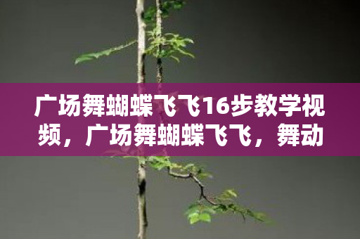 广场舞蝴蝶飞飞16步教学视频，广场舞蝴蝶飞飞，舞动生活的旋律
