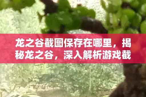 龙之谷截图保存在哪里，揭秘龙之谷，深入解析游戏截图背后的故事与细节