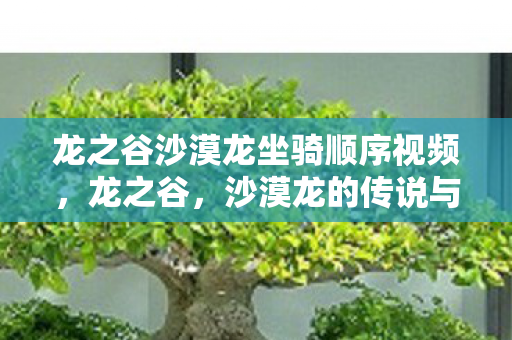 龙之谷沙漠龙坐骑顺序视频，龙之谷，沙漠龙的传说与神秘面纱
