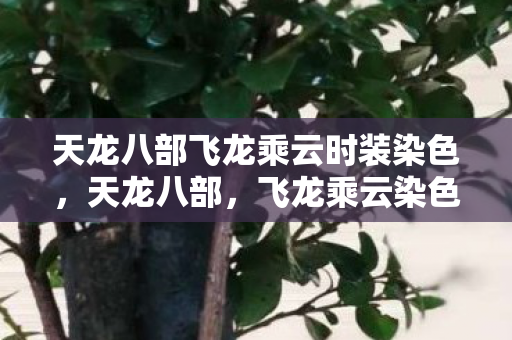 天龙八部飞龙乘云时装染色，天龙八部，飞龙乘云染色，探寻神秘色彩背后的故事