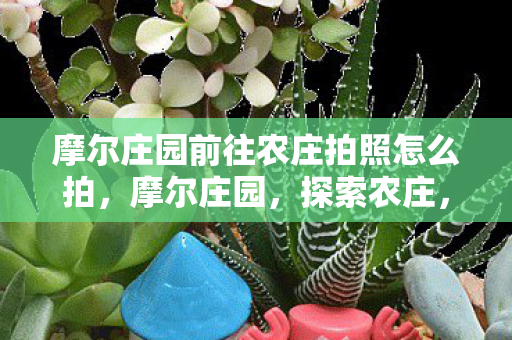 摩尔庄园前往农庄拍照怎么拍图片