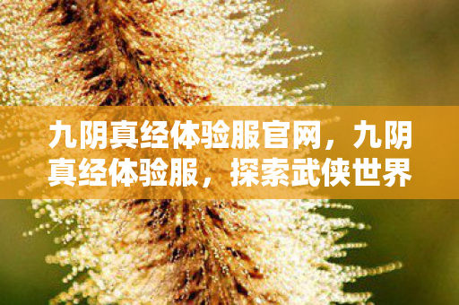 九阴真经体验服官网，九阴真经体验服，探索武侠世界的奇妙之旅