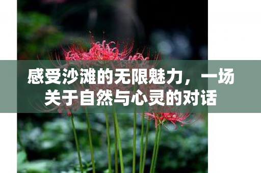 感受沙滩的无限魅力，一场关于自然与心灵的对话