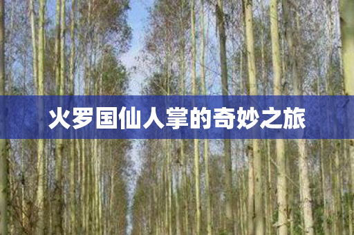 火罗国仙人掌的奇妙之旅