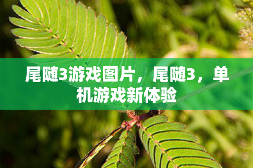 尾随3游戏图片图片