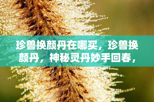 珍兽换颜丹在哪买，珍兽换颜丹，神秘灵丹妙手回春，珍稀兽类的重生秘诀