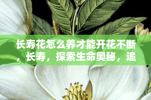长寿花怎么养才能开花不断,长寿,探索生命奥秘,追寻健康长寿的秘诀 长寿花怎么养才能开花不断,长寿,探索生命奥秘,追寻健康长寿的秘诀