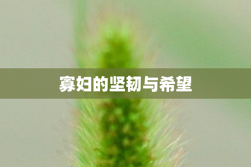 寡妇的坚韧与希望