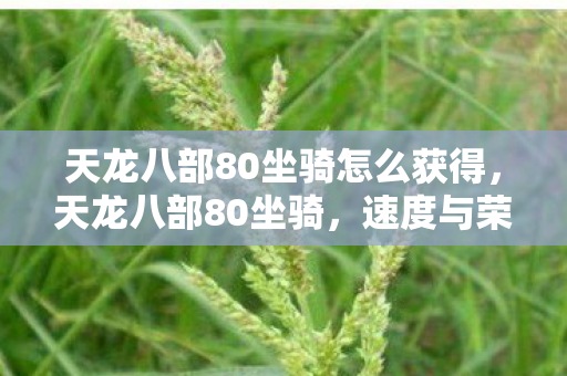 天龙八部80坐骑怎么获得，天龙八部80坐骑，速度与荣耀的象征