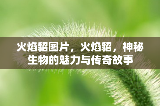 火焰貂图片，火焰貂，神秘生物的魅力与传奇故事
