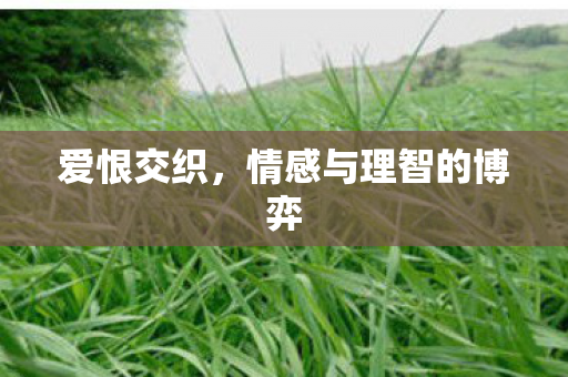 情感与理智的博弈图片