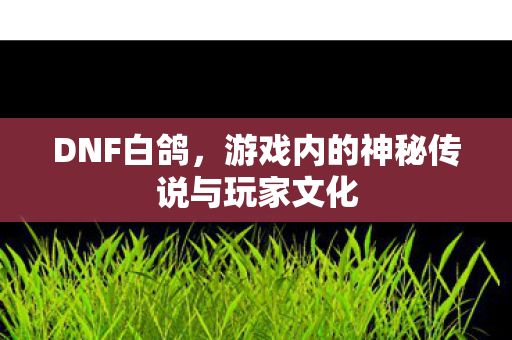 DNF白鸽，游戏内的神秘传说与玩家文化