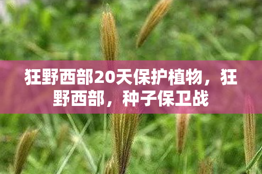 狂野西部20天保护植物，狂野西部，种子保卫战