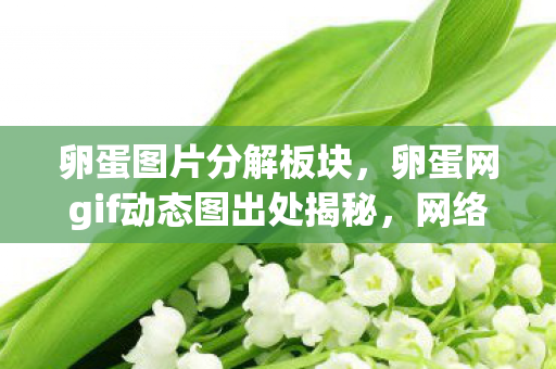 卵蛋图片分解板块，卵蛋网gif动态图出处揭秘，网络文化的趣味与边界