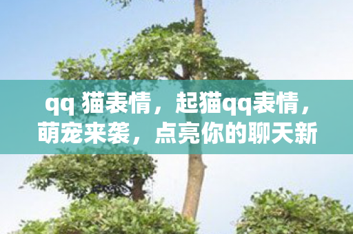 qq 猫表情，起猫qq表情，萌宠来袭，点亮你的聊天新风尚