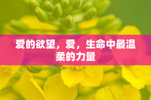 爱的欲望,爱,生命中最温柔的力量 爱的欲望,爱,生命中最温柔的力量