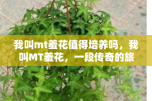 我叫mt羞花值得培养吗，我叫MT羞花，一段传奇的旅程