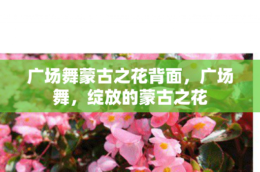 广场舞蒙古之花背面,广场舞,绽放的蒙古之花 广场舞蒙古之花背面,广场舞,绽放的蒙古之花