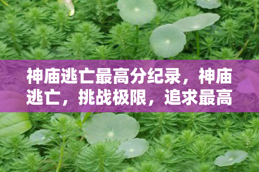 神庙逃亡最高分纪录，神庙逃亡，挑战极限，追求最高分